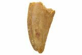 Serrated, Raptor Tooth - Real Dinosaur Tooth #236917-1